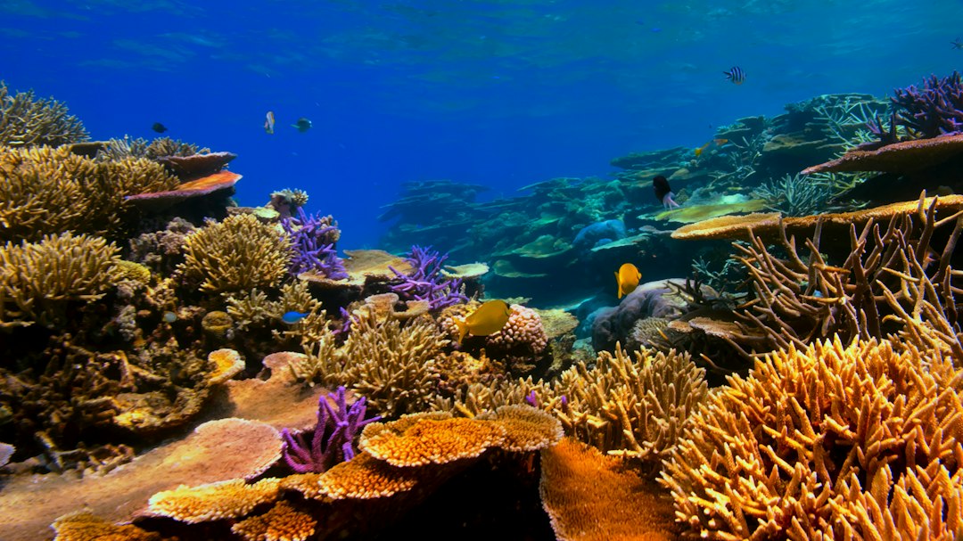 Fish swimming above a coral reef in blue water