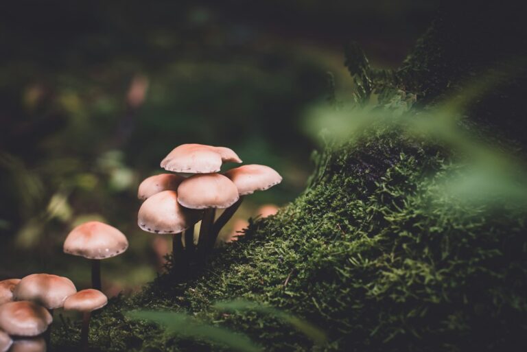A hand holding mushrooms beside moss-covered wood in a forest